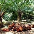 Serap Ribuan Petani,Anak Holding Perkebunan Punya 56.000 Ha Lahan Sawit Plasma