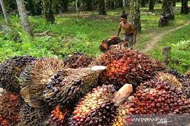 Perdana dibuka,Perdagangan Bursa CPO RI Raup Rp1,13 M