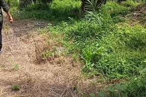 Warga Kelurahan Pangkalan Lesung, Keluhkan Tinggi nya, Angka Kriminal yang terjadi. 